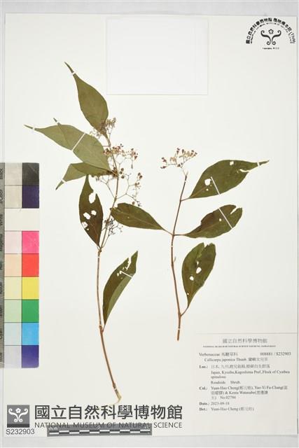 蘭嶼女兒茶藏品圖，第1張