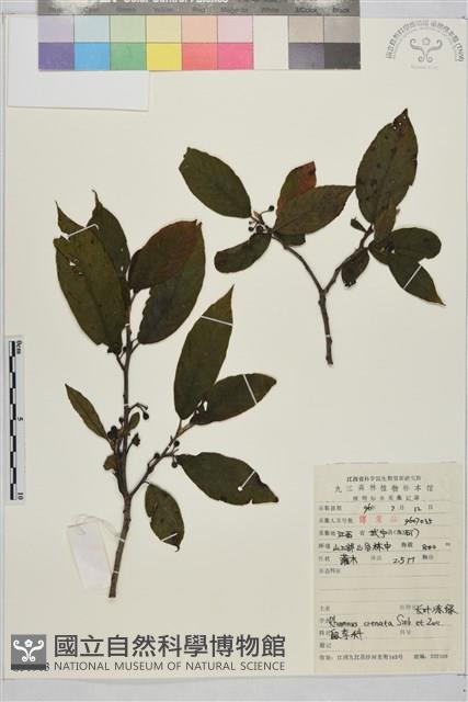 鈍齒鼠李藏品圖，第2張