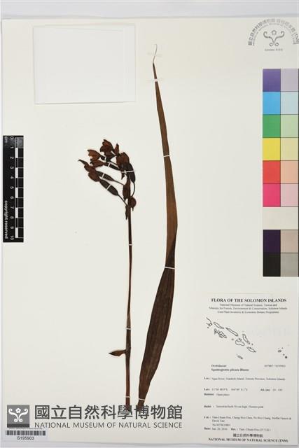 紫苞舌蘭、紫蘭藏品圖，第1張