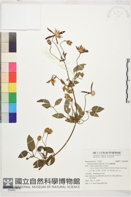 田代氏鐵線蓮藏品圖，第1張