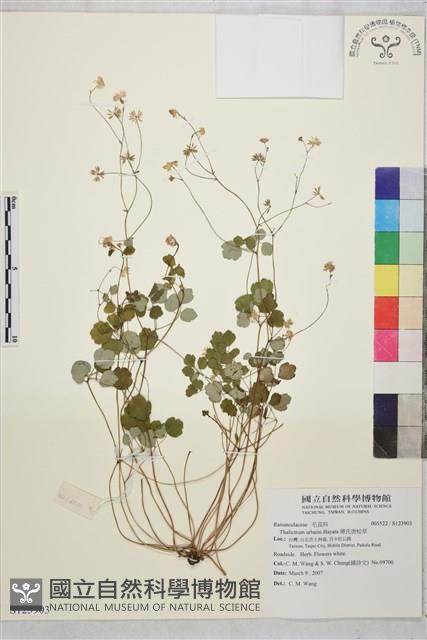 傅氏唐松草藏品圖，第1張