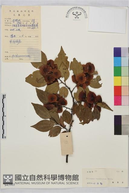 銅錢樹藏品圖，第1張