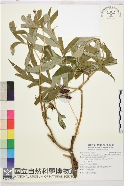黃牡丹藏品圖，第1張