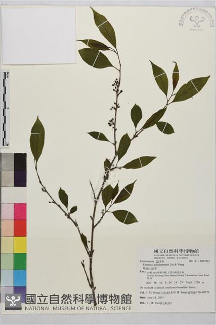 畢祿山鼠李藏品圖，第1張