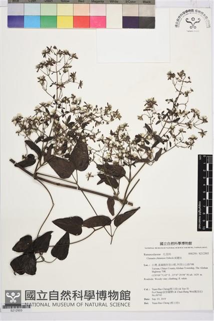 威靈仙藏品圖，第1張