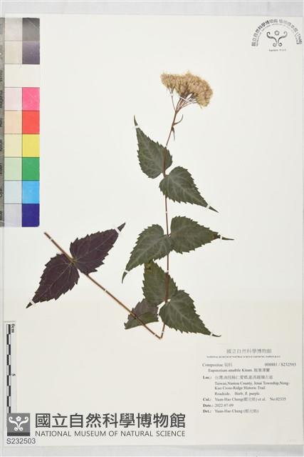 腺葉澤蘭藏品圖，第1張