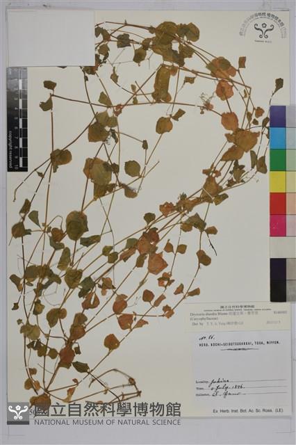 荷蓮豆草、菁芳草藏品圖，第1張