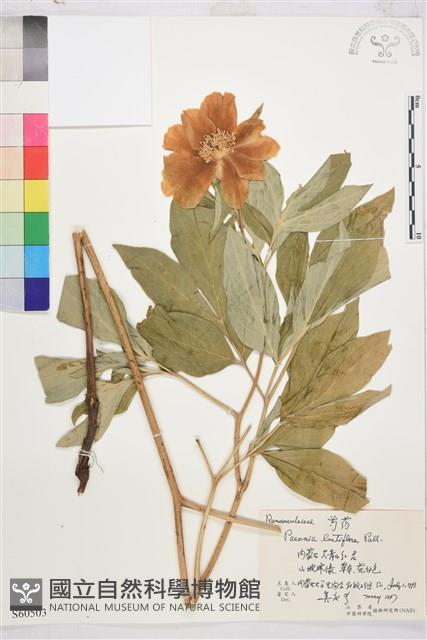 芍藥藏品圖，第1張