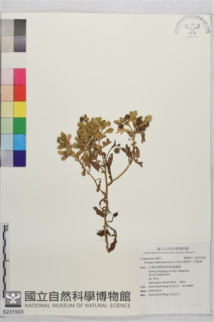 線球菊、田基黃藏品圖，第1張