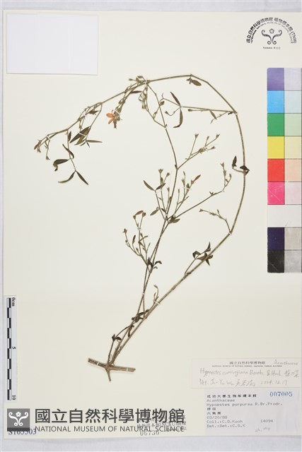 槍刀菜藏品圖，第1張