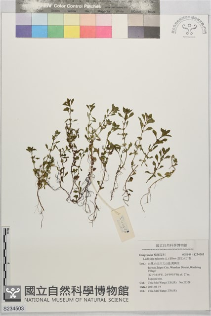 沼生水丁香藏品圖，第1張