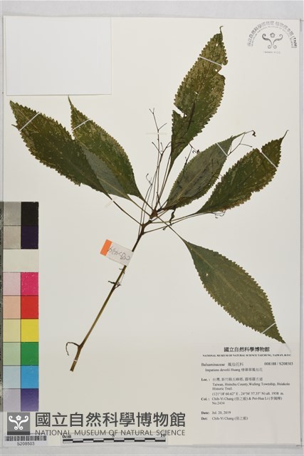 棣慕華鳳仙花藏品圖，第1張