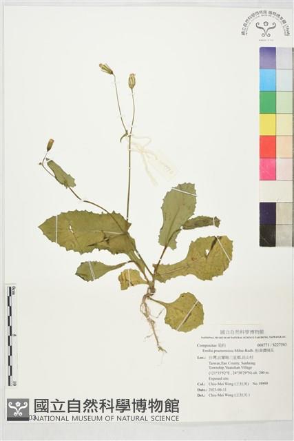 粉黃纓絨花藏品圖，第1張