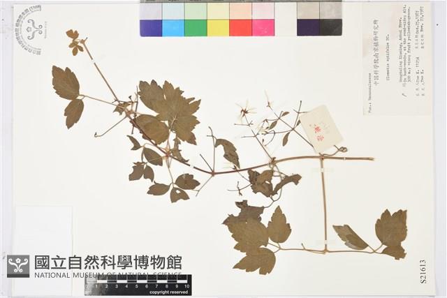 女萎藏品圖，第1張