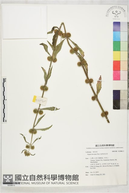 短柄香苦草藏品圖，第1張