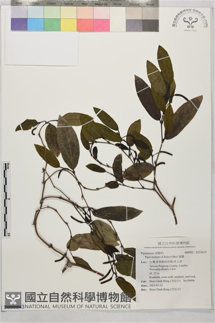 風藤藏品圖，第1張