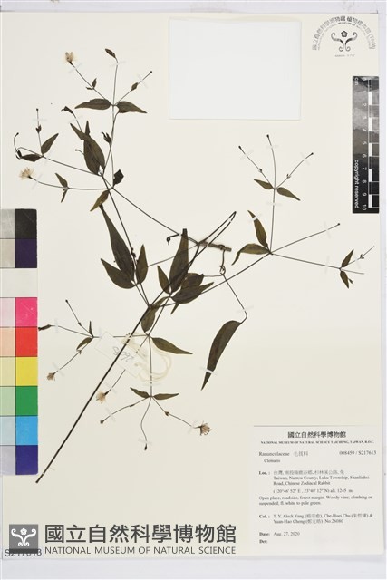 田村氏鐵線蓮藏品圖，第1張