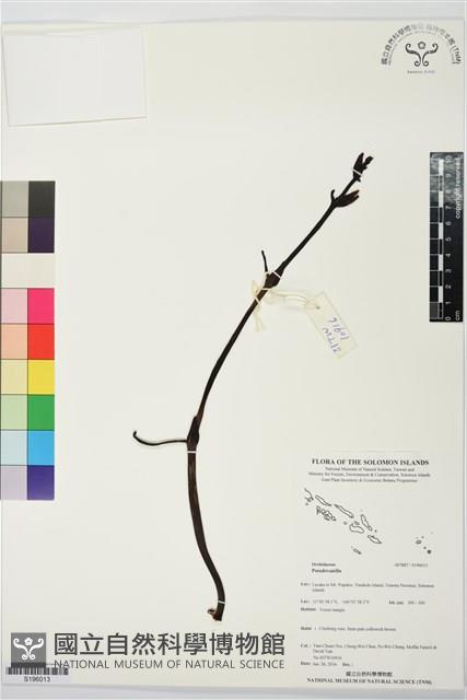 Accession Number:S196013 Collection Image