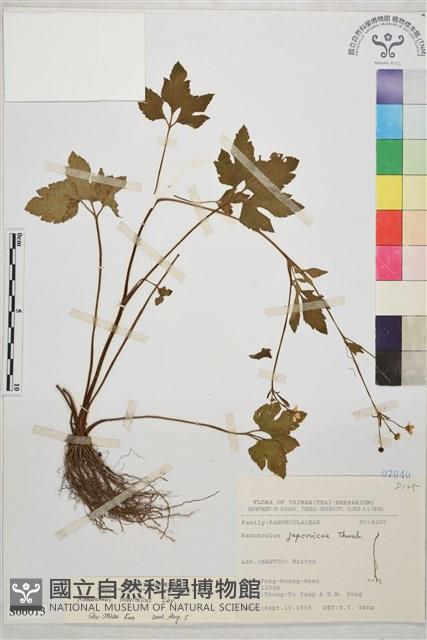 鉤柱毛茛藏品圖，第1張