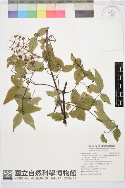 梨山小蓑衣藤藏品圖，第1張