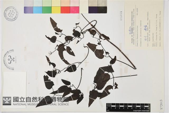 威靈仙藏品圖，第1張