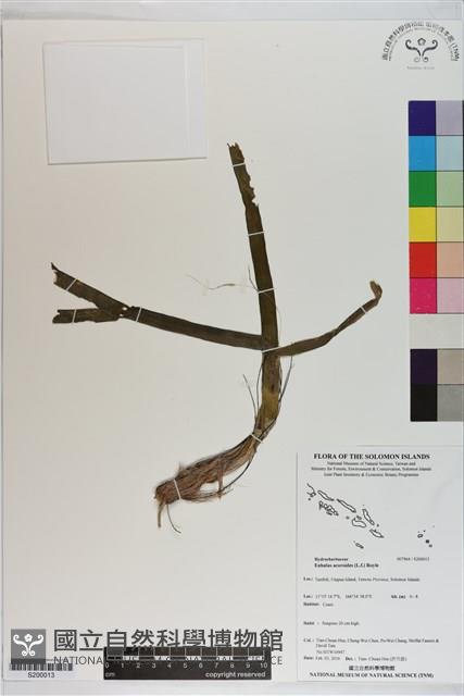 Accession Number:S200013 Collection Image