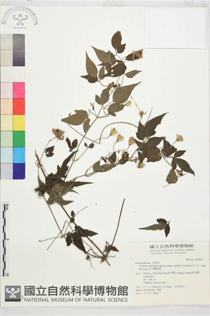 巴氏鐵線蓮藏品圖，第2張