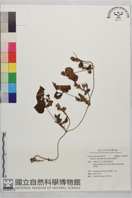 擬紅花野牽牛藏品圖，第1張