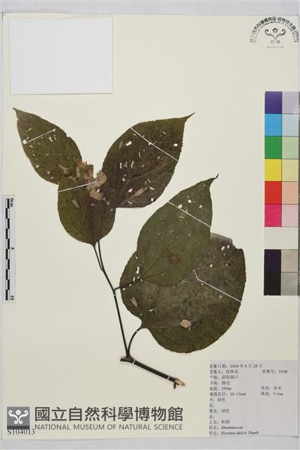 枳椇藏品圖，第1張