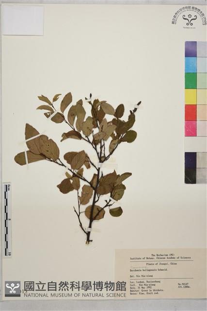 牯嶺勾兒菜, 臺灣黃鱔藤藏品圖，第1張