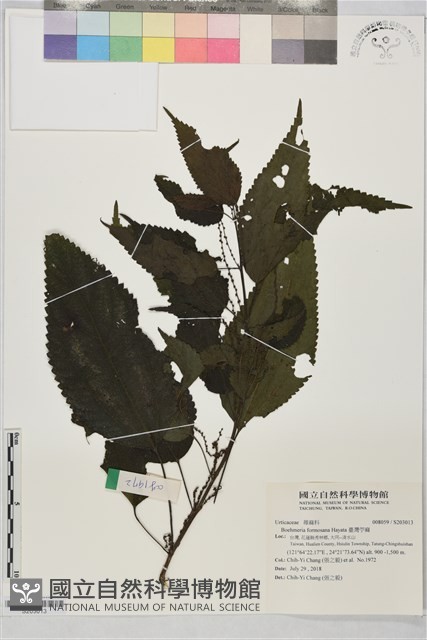 臺灣苧麻藏品圖，第1張