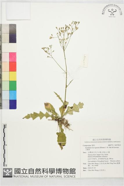 刀傷草藏品圖，第1張