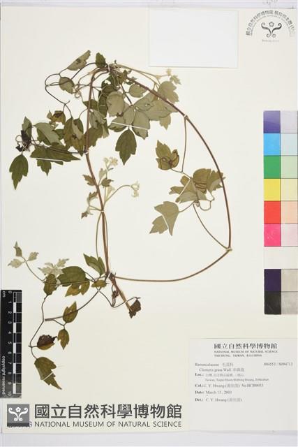 串鼻龍藏品圖，第1張