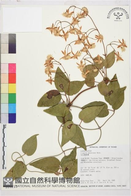 麥氏鐵線蓮藏品圖，第2張