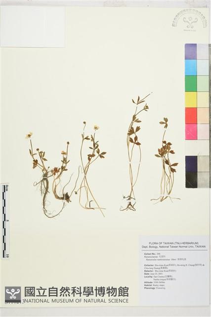 南湖毛茛藏品圖，第1張