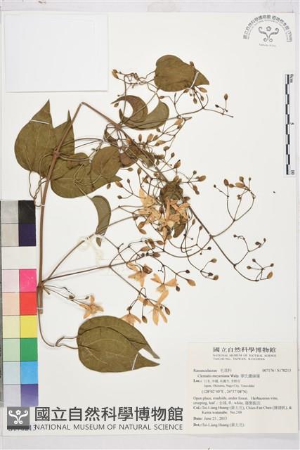 麥氏鐵線蓮藏品圖，第1張