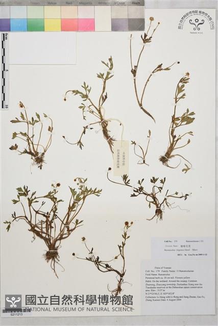 棱喙毛茛藏品圖，第1張