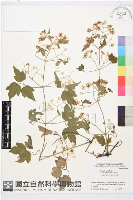 琉球女萎藏品圖，第1張