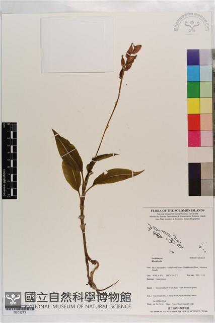 登錄號:S203213藏品圖，第1張