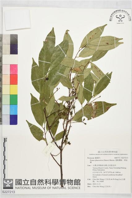 墨點櫻桃、黑星櫻藏品圖，第1張