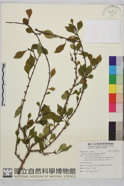 小葉鼠李藏品圖，第1張