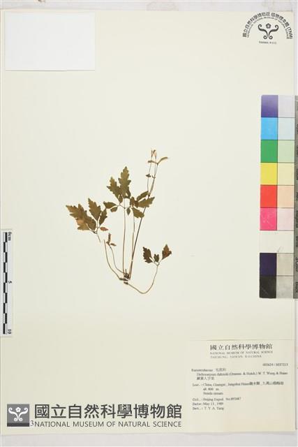 蕨葉人字果藏品圖，第1張