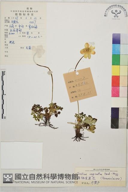 鞘柄金蓮花藏品圖，第1張