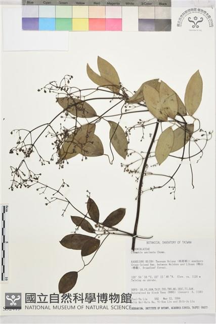 柱果鐵線蓮藏品圖，第2張