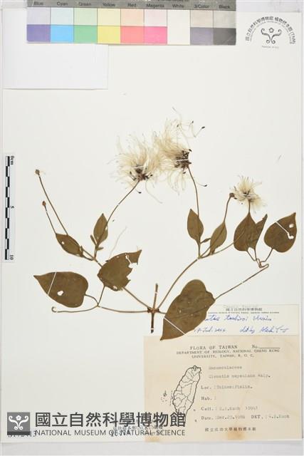 田代氏鐵線蓮藏品圖，第1張