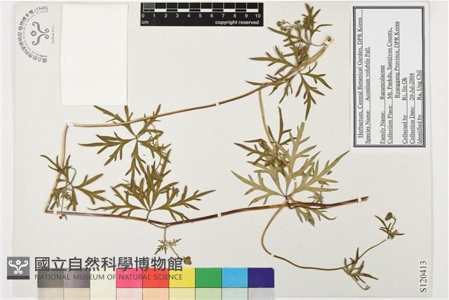 蔓烏頭藏品圖，第1張