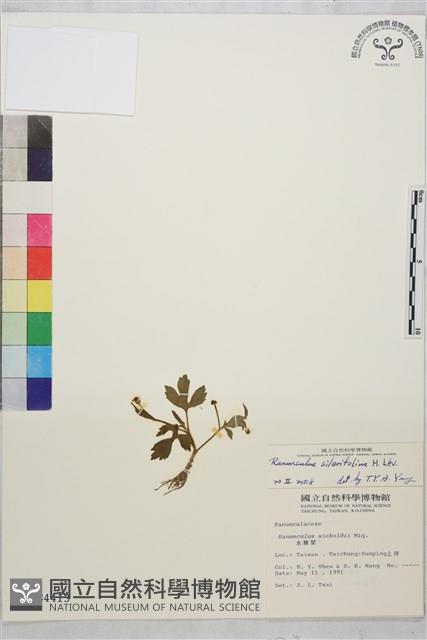 鉤柱毛茛藏品圖，第1張