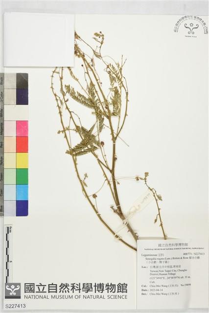 藤金合歡（小合歡、酸子藤）藏品圖，第1張