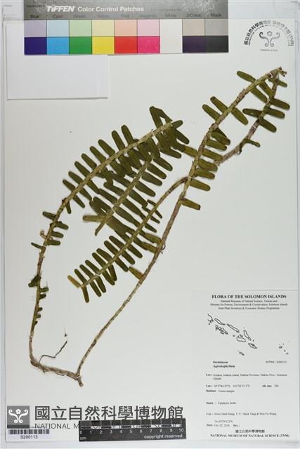 登錄號:S200113藏品圖，第1張