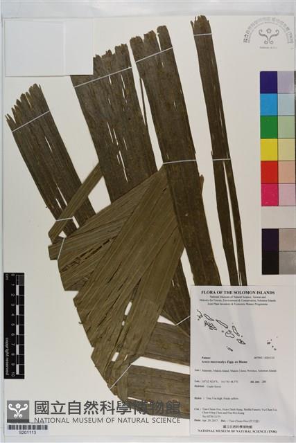 Accession Number:S201113 Collection Image